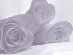 Roses PowerPoint Background