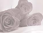 Roses PowerPoint Background
