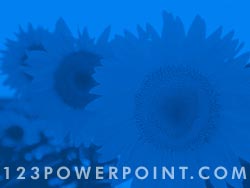 Sunflower Field powerpoint background