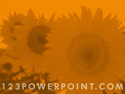 Sunflower Field powerpoint background