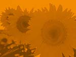 Sunflower Field PowerPoint Background