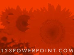 Sunflower Field powerpoint background