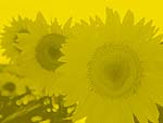 Sunflower Field PowerPoint Background