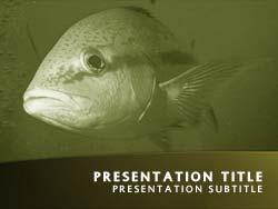 Big Fish Title Master slide design