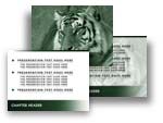 Tiger PowerPoint Template