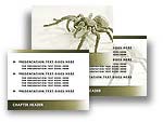 Spider PowerPoint Template